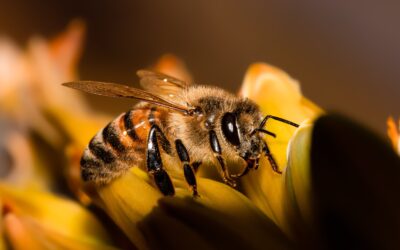 Was machen die Bienen im Winter?